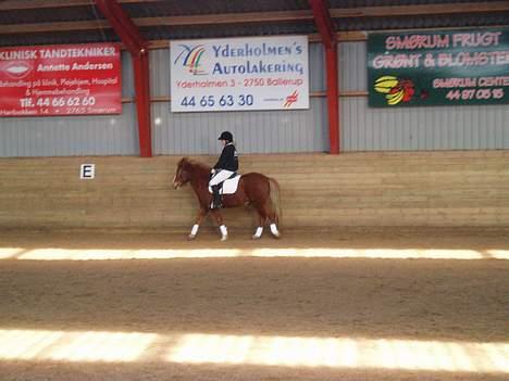 Anden særlig race Walker - VSR - Dressurstævne LC1 billede 5