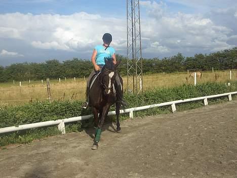 Dansk Varmblod G. Sweetie R.I.P' savnet. - Det er bedre at have elsket og tabt end ikke at have elsket overhovedet. og jeg elsker dig og derfor taber jeg aldrig.  billede 6