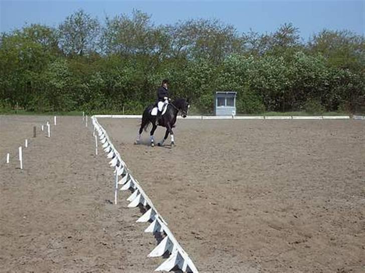 Dansk Varmblod G. Sweetie R.I.P' savnet. - En hest uden rytter, er stadig en hest. men en rytter uden hest er bare et mennesker billede 7