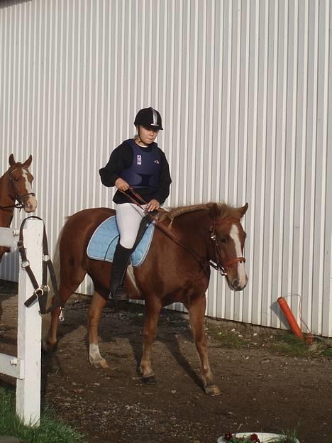 Anden særlig race Walker - VSR - Skridte af... <3 billede 6