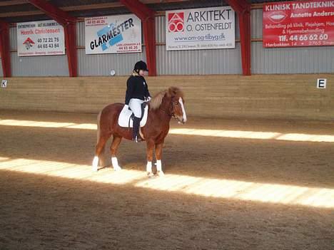 Anden særlig race Walker - VSR - Mere dressur .... billede 7