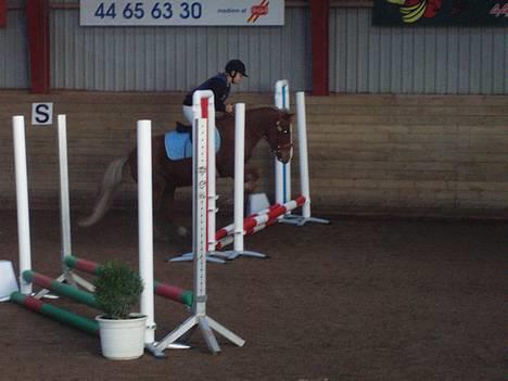 Anden særlig race Walker - VSR - Spring Stævne!!!! (40 cm) billede 9