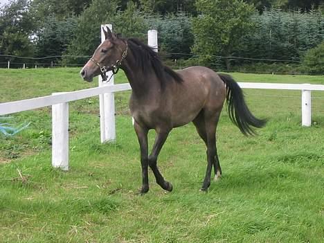 Arabisk fuldblod (OX) Gantrup fresiah ox - billedet er fra den 3 september og det samme ned efter! billede 2