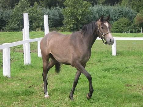 Arabisk fuldblod (OX) Gantrup fresiah ox - billede fra 3 september da vi lige kom hjem med hende billede 3