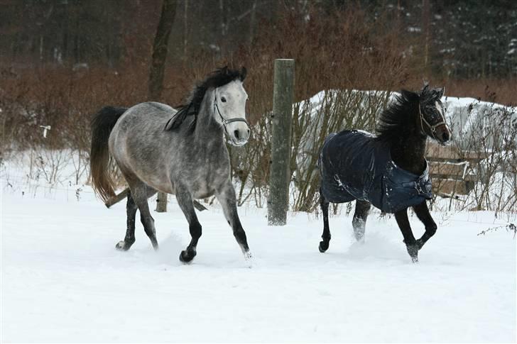Arabisk fuldblod (OX) Gantrup fresiah ox - Jan. 2010 billede af cecile billede 4