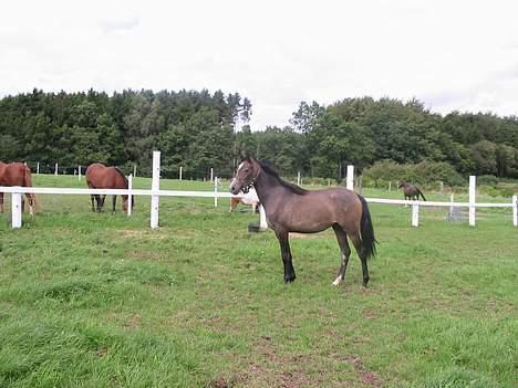 Arabisk fuldblod (OX) Gantrup fresiah ox billede 6