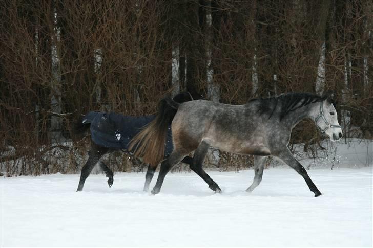 Arabisk fuldblod (OX) Gantrup fresiah ox - Jan. 2010 billede af cecile billede 7