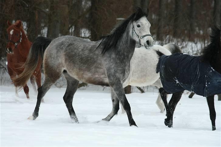 Arabisk fuldblod (OX) Gantrup fresiah ox - Jan. 2010 billede af cecile billede 8