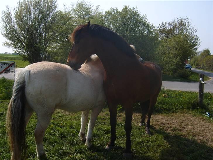 Fjordhest Laban <3  - klø klø  ;D billede 2