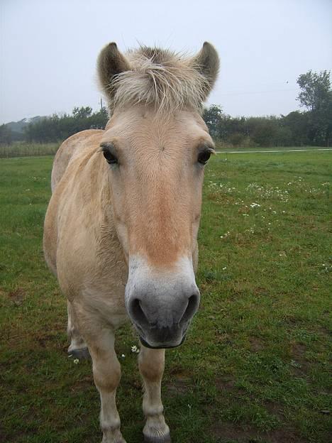 Fjordhest Laban <3  - Laban , han kan godt leve op til navnet ;p billede 3