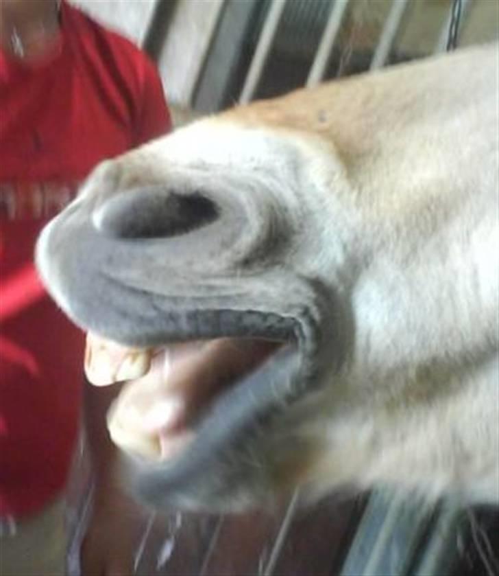 Fjordhest Laban <3  - GAAAB, jeg er træt dx billede 4