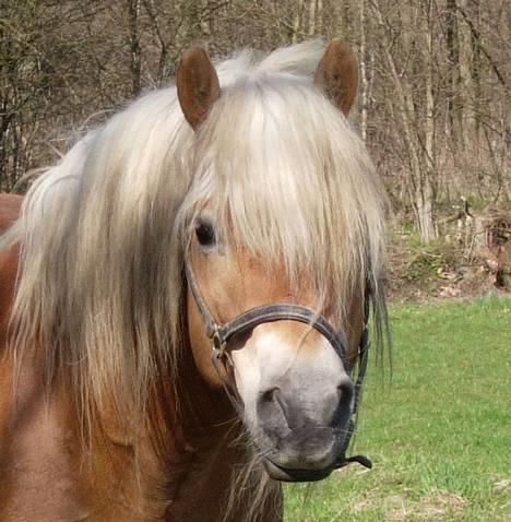 Haflinger Koldborgs Aslak - Aslaks milde åsyn. billede 1