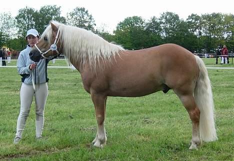 Haflinger Koldborgs Aslak - Aslak og Katarina på Roskilde dyrskue. billede 2