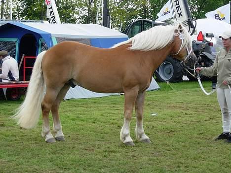 Haflinger Koldborgs Aslak - Aslak på dyrskue. billede 3