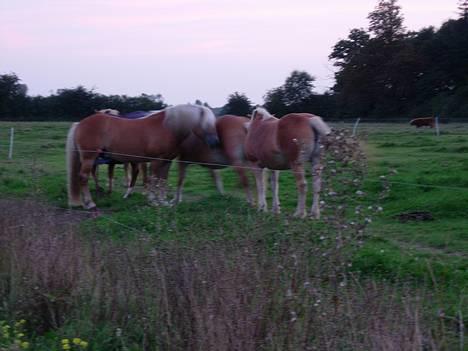 Haflinger Koldborgs Aslak - Aslak i sit stod. billede 4