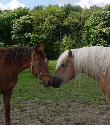 Haflinger Koldborgs Aslak - Aslak og Sabrina. billede 5