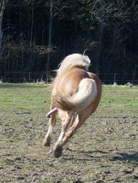 Haflinger Koldborgs Aslak - Aslak i imponertrav. billede 6