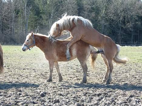 Haflinger Koldborgs Aslak - Aslak bedækker Rie Skamstrup. billede 7