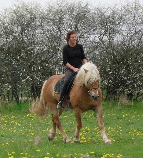 Haflinger Koldborgs Aslak - Aslak rides af Katarina. billede 8