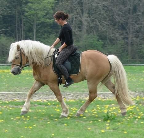 Haflinger Koldborgs Aslak - Aslak og Katarina. billede 9