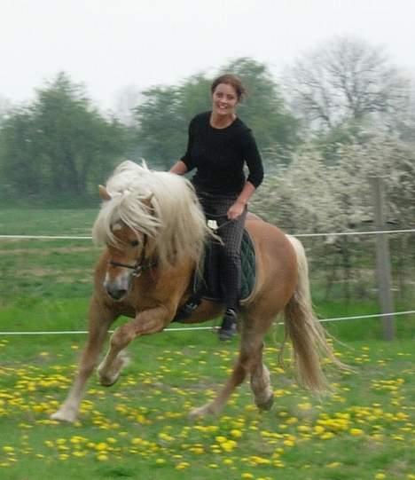 Haflinger Koldborgs Aslak - Aslak og Katarina. billede 10