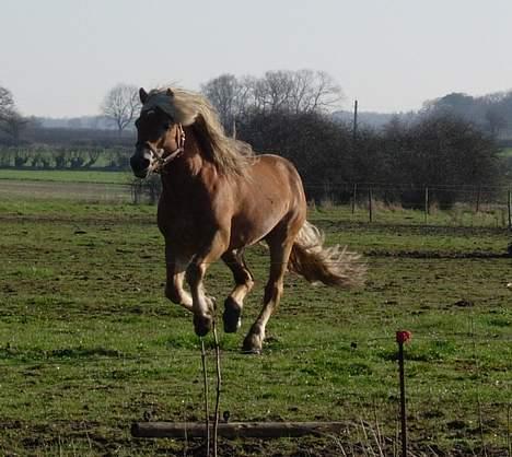 Haflinger Koldborgs Aslak - Aslak i aftenlys. billede 11