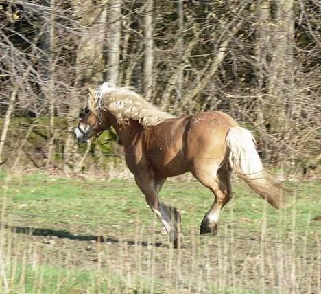 Haflinger Koldborgs Aslak - Aslak på vej efter hopperne. billede 12