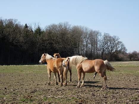 Haflinger Koldborgs Aslak - Aslak med Nakita og Rie. billede 13