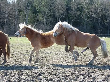 Haflinger Koldborgs Aslak - Aslak gør kur til Rie. billede 14