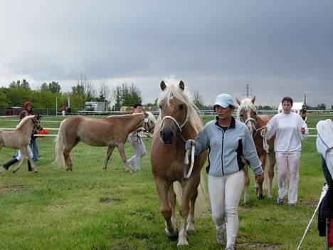 Haflinger Koldborgs Aslak - Aslak på dyrskue sammen med sønnen Aslan. billede 16