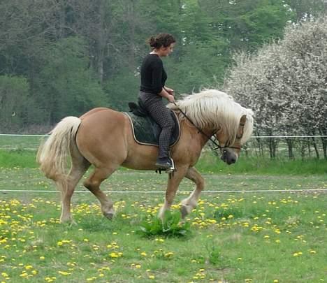 Haflinger Koldborgs Aslak - Aslak og Katarina. billede 17