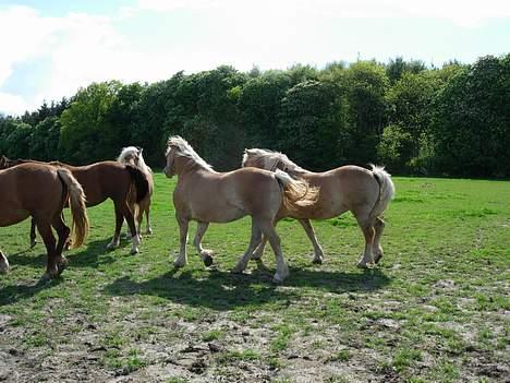 Haflinger Koldborgs Aslak - Aslak i sin flok. billede 18