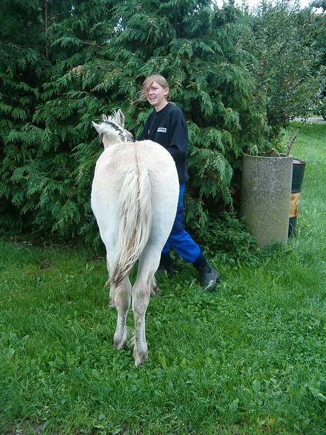 Fjordhest  Østerskov´s Winner SOLGT - Ja i får bare røven... her er han kun 4-5 måender.. Det er taget på Stutteri Østerskov, hvor jeg har købt ham...  Vi kunne lige tag foto af ham.. men lille pony... billede 4