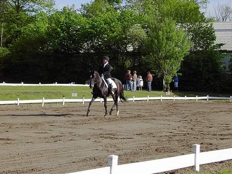 Dansk Varmblod Happy Bally (Solgt) - Mors dressur LA1 billede 19