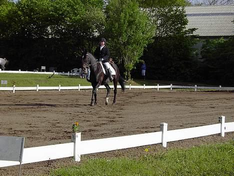 Dansk Varmblod Happy Bally (Solgt) - Mors dressur LA1 billede 20