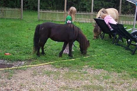 Shetlænder sille solgt billede 1
