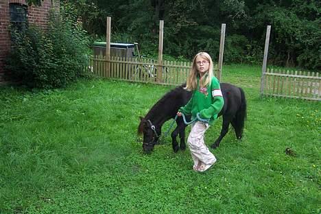 Shetlænder sille solgt billede 2