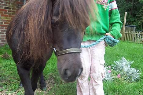 Shetlænder sille solgt billede 3