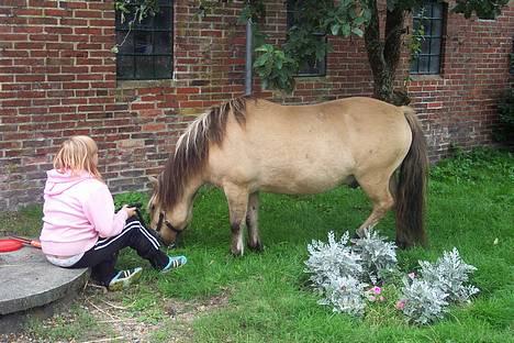 Anden særlig race filex   solgt billede 1