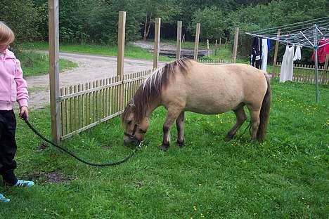 Anden særlig race filex   solgt billede 2