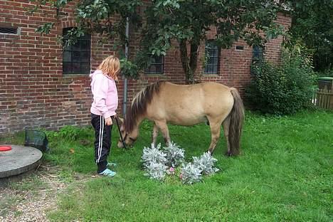 Anden særlig race filex   solgt billede 3