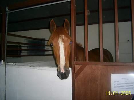 Frederiksborg Sebastian (Solgt) billede 2