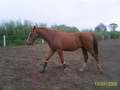 Frederiksborg Sebastian (Solgt) billede 3