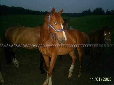 Frederiksborg Sebastian (Solgt) billede 5