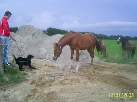 Frederiksborg Sebastian (Solgt) billede 6