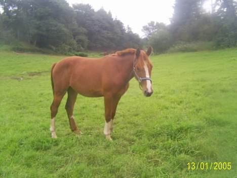 Frederiksborg Sebastian (Solgt) billede 7