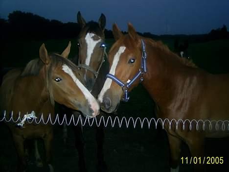 Frederiksborg Sebastian (Solgt) billede 9