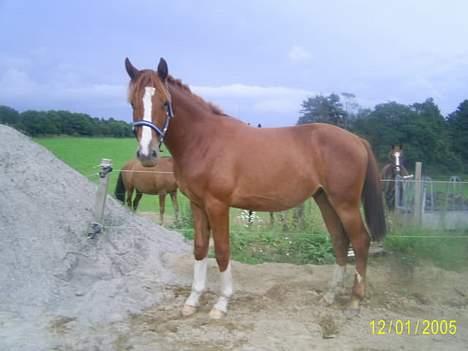 Frederiksborg Sebastian (Solgt) billede 10