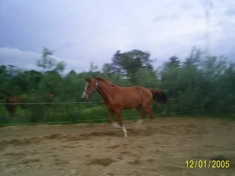 Frederiksborg Sebastian (Solgt) billede 11