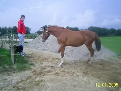 Frederiksborg Sebastian (Solgt) billede 12